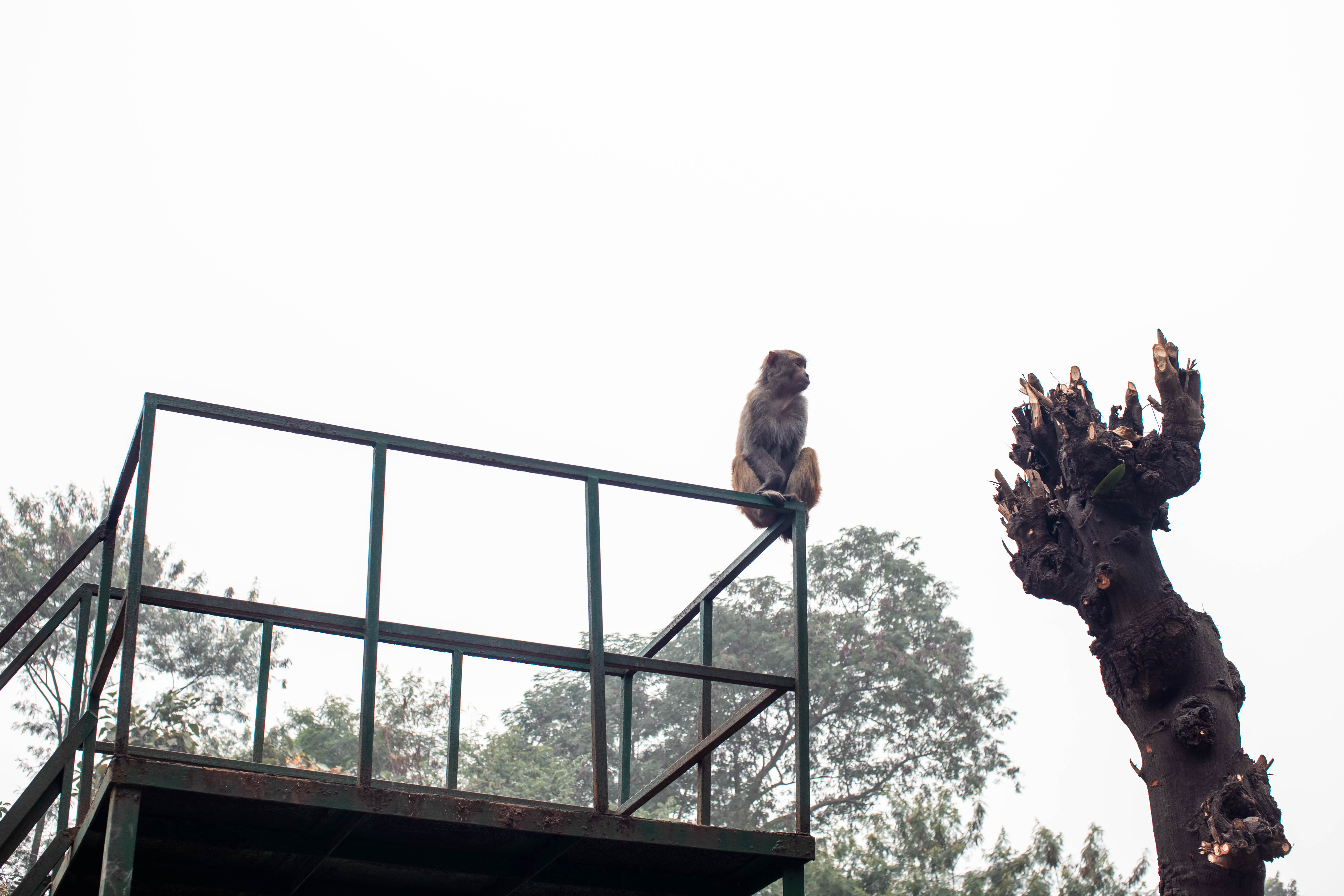The Observer